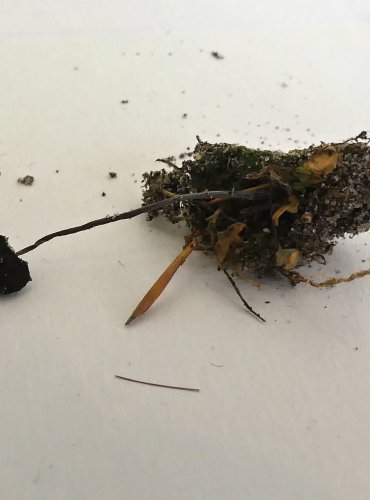 HELMOVKA MLÉČNÁ (Mycena galopus) FOTO: Petr Mužák, 10/2024