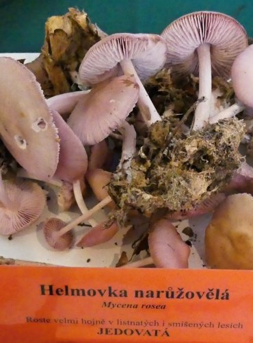 HELMOVKA NARŮŽOVĚLÁ (Mycena rosea) FOTO: Petr Mužák, 10/2024