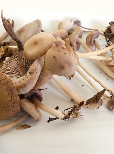 HELMOVKA ŘEDKVIČKOVÁ (Mycena pura) FOTO: Petr Mužák, 10/2024