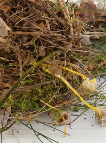 HELMOVKA SLIZKÁ (Mycena epipterygia) FOTO: Petr Mužák, 10/2024