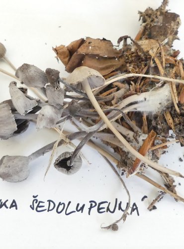 HELMOVKA ŠEDOLUPENNÁ (Mycena aetites) FOTO: Petr Mužák, 10/2024