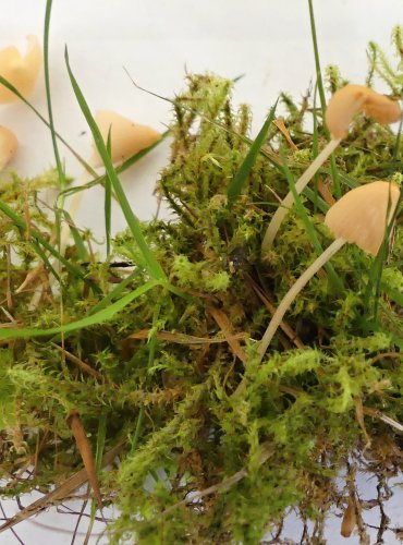 HELMOVKA ŽLUTOBÍLÁ (Atheniella flavoalba) FOTO: Petr Mužák, 10/2024