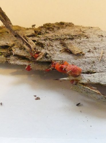 HLENKA, blíže neurčená, FOTO: Petr Mužák, 10/2024