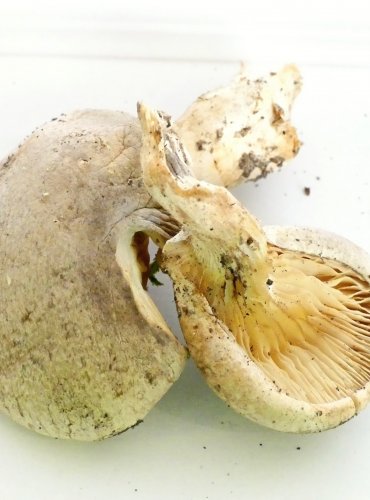 HLÍVA DUBOVÁ (Pleurotus dryinus) FOTO: Petr Mužák, 10/2024