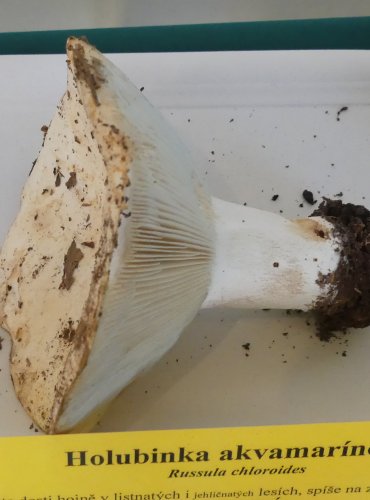 HOLUBINKA AKVAMARÍNOVÁ (Russula chloroides) FOTO: Petr Mužák, 10/2024