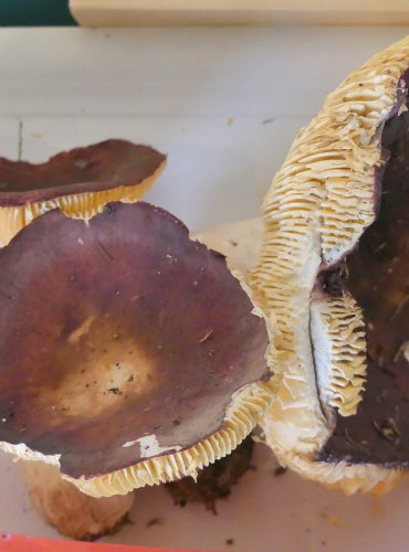 HOLUBINKA BRUNÁTNÁ (Russula badia) FOTO: Petr Mužák, 10/2024