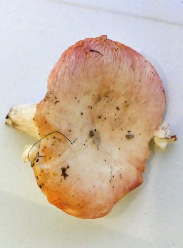 HOLUBINKA BŘEZOVÁ (Russula betularum) FOTO: Petr Mužák, 10/2024