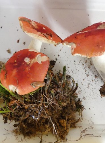 HOLUBINKA NÁDHERNÁ (Russula nobilis) FOTO: Petr Mužák, 10/2024