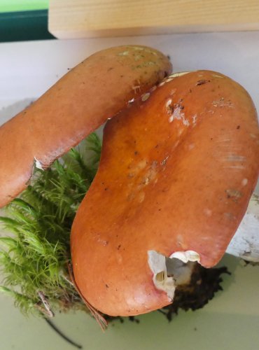 HOLUBINKA ODBARVENÁ (Russula decolorans) FOTO: Petr Mužák, 10/2024