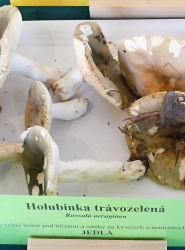 HOLUBINKA TRÁVOZELENÁ (Russula aeruginea) FOTO: Petr Mužák, 10/2024