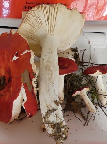 HOLUBINKA VRHAVKA (Russula emetica) FOTO: Petr Mužák, 10/2024