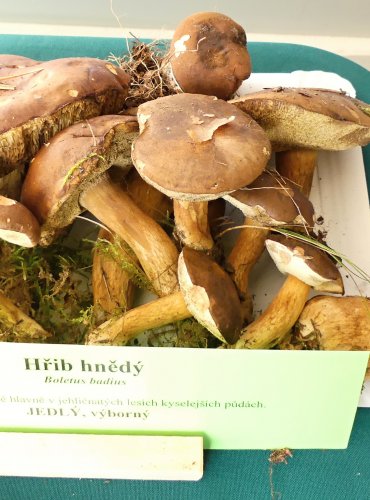 HŘIB HNĚDÝ (Boletus badius) FOTO: Petr Mužák, 10/2024