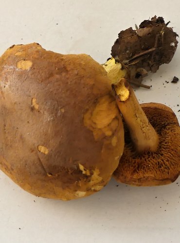 HŘIB PEPRNÝ (Chalciporus piperatus) FOTO: Petr Mužák, 10/2024