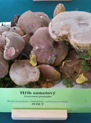 HŘIB SAMETOVÝ (Xerocomellus pruinatus) FOTO: Petr Mužák, 10/2024