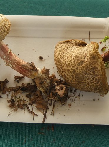 HŘIB ŽLUTOMASÝ (Xerocomellus chrysenteron) FOTO: Petr Mužák, 10/2024