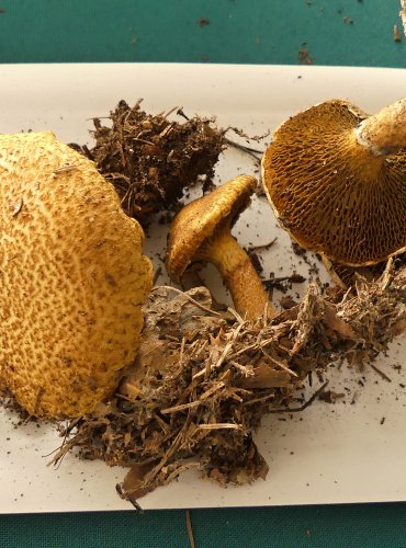 HŘIB DUTONOHÝ ZLATOŽLUTÝ (Boletinus cavipes f. aureus (Rolland) Singer 1938) FOTO: Petr Mužák, 10/2024

