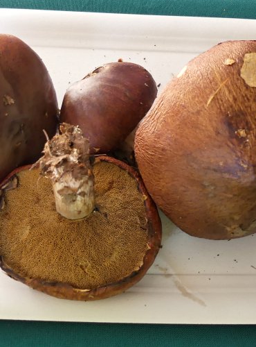KLOUZEK OBECNÝ (Suillus luteus)