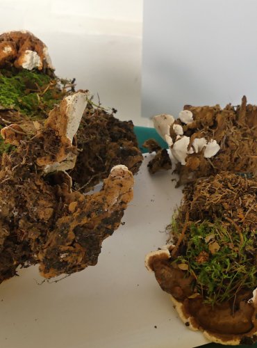 KOŘENOVNÍK VRSTEVNATÝ (Heterobasidion annosum) FOTO: Petr Mužák, 10/2024