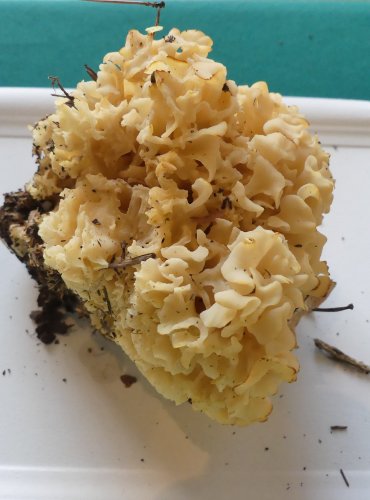 KOTRČ KADEŘAVÝ (Sparassis crispa) FOTO: Petr Mužák, 10/2024

