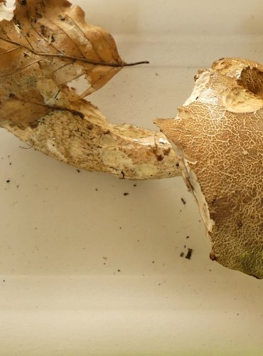 KOZÁK ŠEDOHNĚDÝ (Leccinum brunneogriseolum) FOTO: Petr Mužák, 10/2024