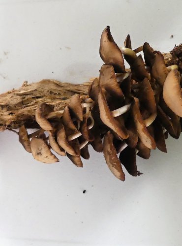 KŘEHUTKA VODOMILNÁ (Psathyrella piluliformis) FOTO: Petr Mužák, 10/2024