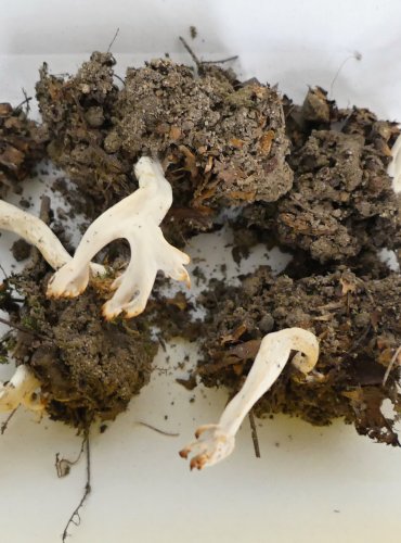 KUŘÁTEČKO SVRASKALÉ (Clavulina rugosa) FOTO: Petr Mužák, 10/2024