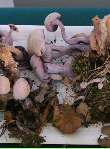 LAKOVKA AMETYSTOVÁ (Laccaria amethystina) FOTO: Petr Mužák, 10/2024