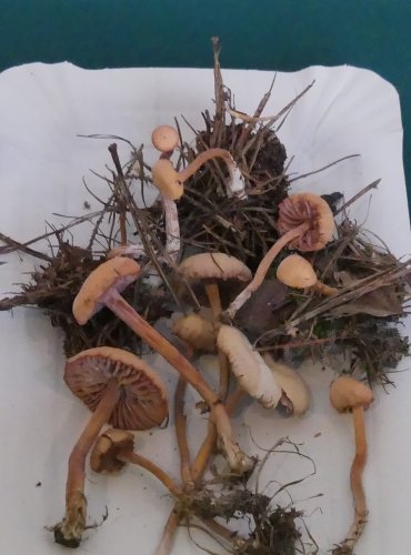 LAKOVKA OBECNÁ (Laccaria laccata) FOTO: Petr Mužák, 10/2024