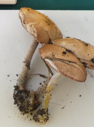 LÍMCOVKA MODRÁ (Stropharia caerulea) FOTO: Petr Mužák, 10/2024