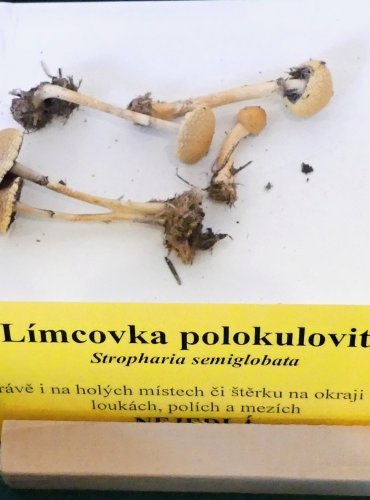 LÍMCOVKA POLOKULOVITÁ (Stropharia semiglobata) FOTO: Petr Mužák, 10/2024