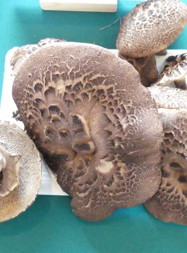 LOŠÁK ŠUPINATÝ (Sarcodon squamosus), zapsán v Červeném seznamu hub (makromycetů) České republiky v kategorii VU – zranitelný druh, FOTO: Petr Mužák, 10/2024