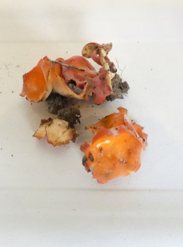 MÍSENKA ORANŽOVÁ (Aleuria aurantia) zapsána v Červeném seznamu hub (makromycetů) České republiky v kategorii NT – téměř ohrožený druh, FOTO: Petr Mužák, 10/2024
