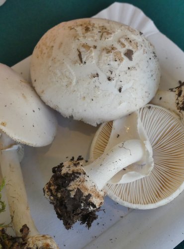 MUCHOMŮRKA CITRONOVÁ (Amanita citrina) FOTO: Petr Mužák, 10/2024