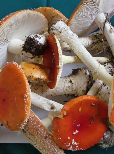 MUCHOMŮRKA ČERVENÁ (Amanita muscaria) FOTO: Petr Mužák, 10/2024
