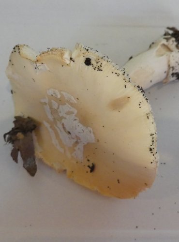 MUCHOMŮRKA SLÁMOŽLUTÁ (Amanita gemmata) FOTO: Petr Mužák, 10/2024