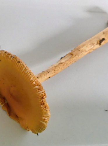 MUCHOMŮRKA ŠAFRÁNOVÁ (Amanita crocea) FOTO: Petr Mužák, 10/2024