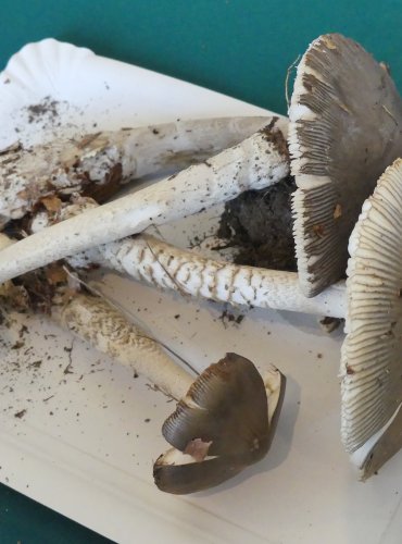 MUCHOMŮRKA ŠEDOPOCHVÁ (ŠEDOBLANITÁ, BLANITÁ) Amanita submembranacea, zapsána v Červeném seznamu hub (makromycetů) České republiky v kategorii DD – vzácný druh, o němž jsou nedostatečné údaje z hlediska jeho ohrožení, FOTO: Petr Mužák, 10/2024