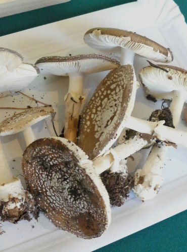 MUCHOMŮRKA TYGROVANÁ (Amanita pantherina) FOTO: Petr Mužák, 10/2024