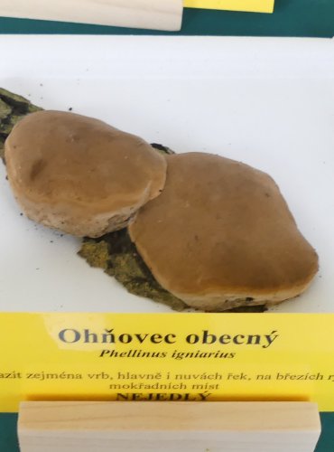 OHŇOVEC OBECNÝ (Phellinus igniarius) FOTO: Petr Mužák, 10/2024