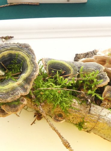 OUTKOVKA PESTRÁ (Trametes versicolor) FOTO: Petr Mužák, 10/2024