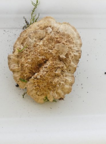 OUTKOVKA TROGOVA (Trametes trogii) FOTO: Petr Mužák, 10/2024