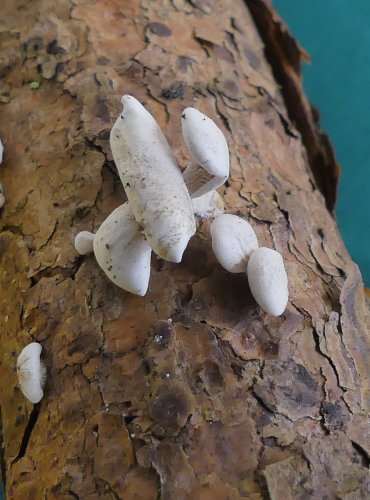 PAŘEZNÍK JEMNÝ (Panellus mitis) FOTO: Petr Mužák, 10/2024