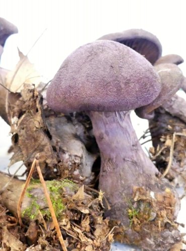 PAVUČINEC FIALOVÝ (Cortinarius violaceus) FOTO: Petr Mužák, 10/2024