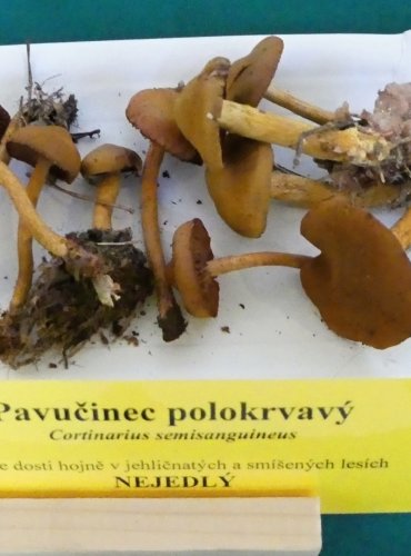 PAVUČINEC POLOKRVAVÝ (Cortinarius semisanguineus) FOTO: Petr Mužák, 10/2024