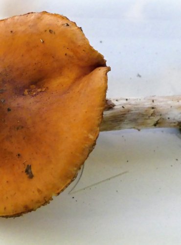 PAVUČINEC SLIZKÝ (Cortinarius mucosus) FOTO: Petr Mužák, 10/2024