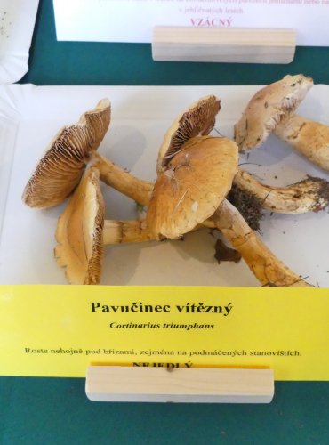 PAVUČINEC VÍTĚZNÝ (Cortinarius triumphans) FOTO: Petr Mužák, 10/2024