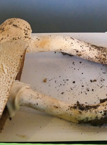 PEČÁRKA CÍSAŘSKÁ (Agaricus augustus) FOTO: Petr Mužák, 10/2024