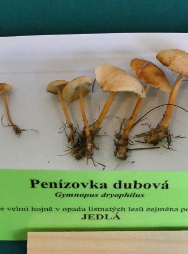 PENÍZOVKA DUBOVÁ (Gymnopus dryophilus) FOTO: Petr Mužák, 10/2024