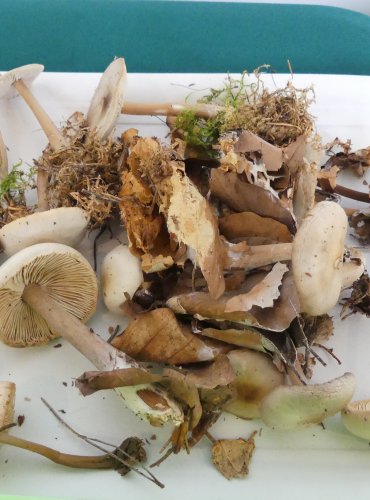 PENÍZOVKA KUŽELOVITÁ (Collybia (Rhodocollybia) asema) FOTO: Petr Mužák, 10/2024