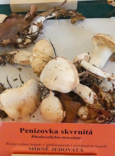 PENÍZOVKA SKVRNITÁ (Rhodocollybia maculata) FOTO: Petr Mužák, 10/2024